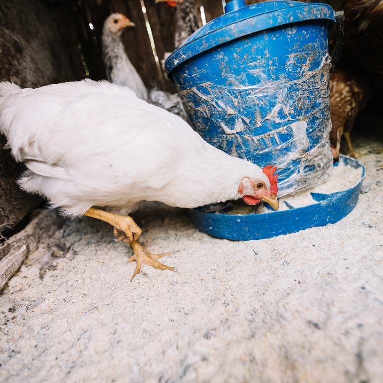poultry vaccines market in vietnam