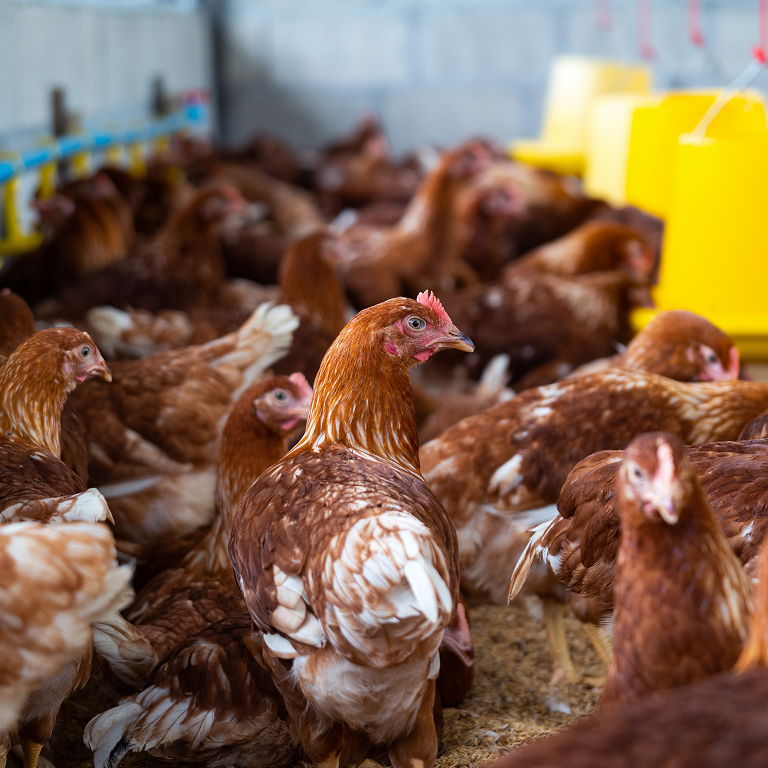 poultry vaccines market