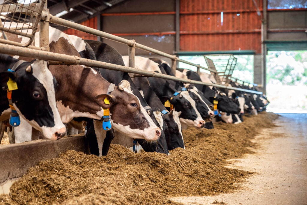 Vietnam Animal Feed Additives Market Overview